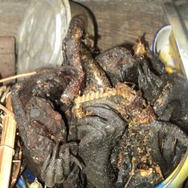 Pangolins are part of the bushmeat trade. Here is an image of cooked pangolin parts for sale in the Democratic Republic of the Congo.
