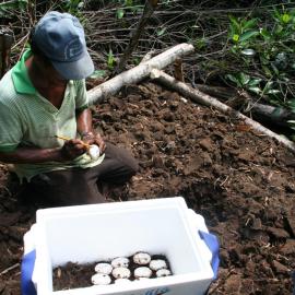 A member of ASOCAIMAN collects crocodile eggs from a raised platform. Credit: ASOCAIMAN