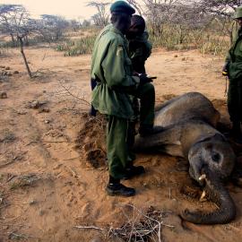 Three community scouts gather around and examine the carcass of a young elephant