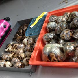 Ploughshares and radiated tortoises wrapped in cling wrap that have been seized in Bangkok