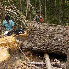 Community ranger is making a report of an illegal logging incident in the forest