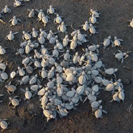 A cluster of turtle hatchlings on a black sand beach.