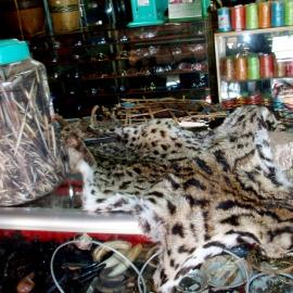 Fishing cat skins on display at a local market.
