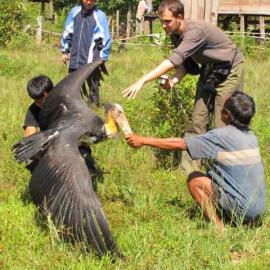 Members of the community and the Poh Kao team resuce a Sarus Crane