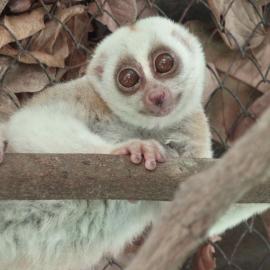 a photo of a slow loris in a holding pen