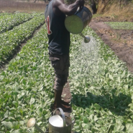 Manual crop irrigation in Kasungu.