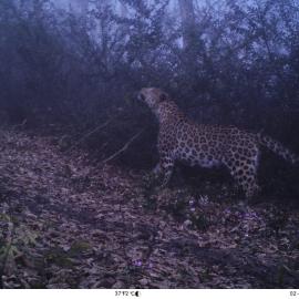 Persian leopard caught on a camera trap in northern Iran.