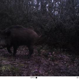 Wild pig caught on a camera trap in northern Iran.
