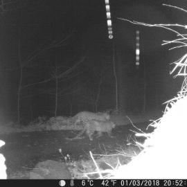 Two Persian leopards caught on a camera trap in northern Iran