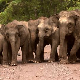 Bornean elephants