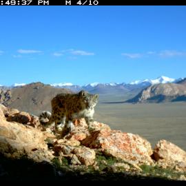 Snow leopards caught on a camera trap high in the mountains of Tajikistan.