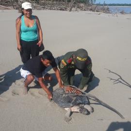 Charapa liberada en una de las playas de conservación con presencia de la policía ambiental. Credit: Fundación Biodiversa Colombia