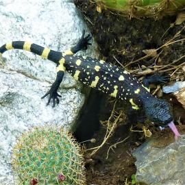 Newborn of Guatemalan beaded lizard found in the wild