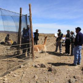 Supervision of the capture and shearing of live vicuñas in the Huayllapata Sector of the Reserve by staff of SERNANP, The Ayacucho Regional Government and the Lucanas Rural Community. Credit: SERNANP – Reserva Nacional Pampa Galeras Bárbara D’Achille