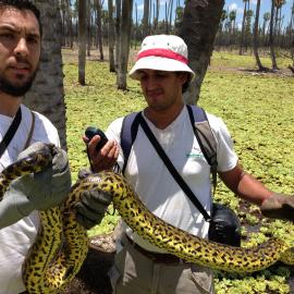 Staff from Fundación Biodiversidad carrying out research on the yellow anaconda. Credit: Mariano Barros