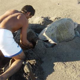 Local egg collectors are allowed to harvest olive ridley sea turtle eggs as long as they donate 20% of each nest to a local hatchery. Photo by Colum Muccio