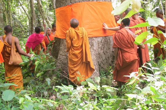 Monks in Cambodia's Monks Community Forests surround a tree and use a strip of orange cloth to wrap around its trunk in order to ordain the tree to protect it from logging