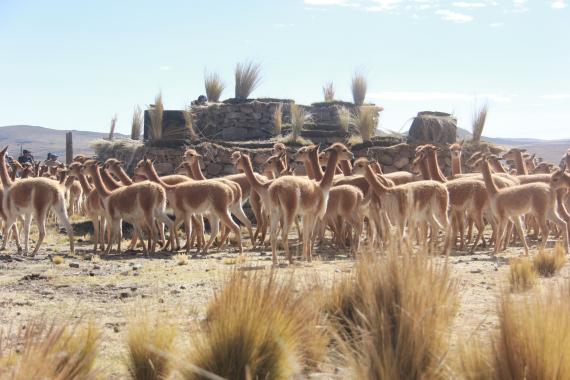 Vicuñas being penned for subsequent shearing. Credit: SERNANP – Reserva Nacional Pampa Galeras Bárbara D’Achille