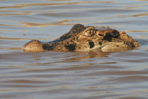 Black alligator in Lake Cuniã. Credit: Joilson Barros