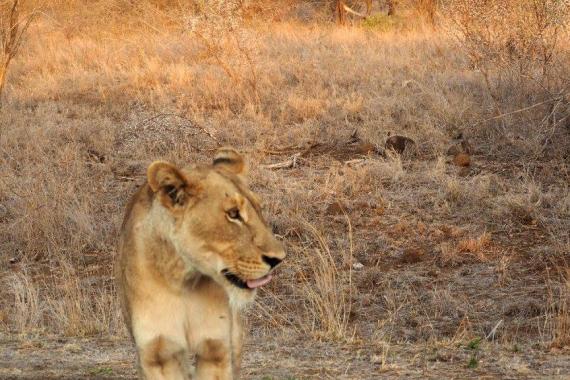 Lioness in Kruger National Park.