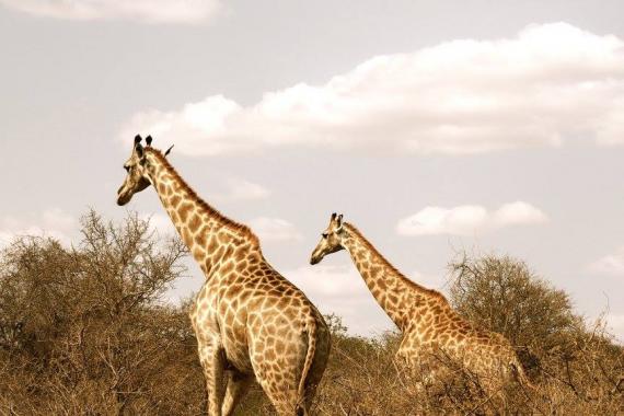 Two giraffes together.