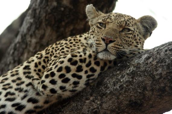 Female leopard in the tree