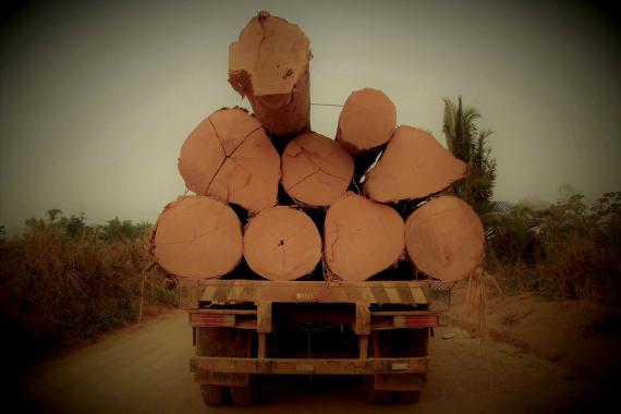 Tree logs taken from the Amazon by secondary roads.