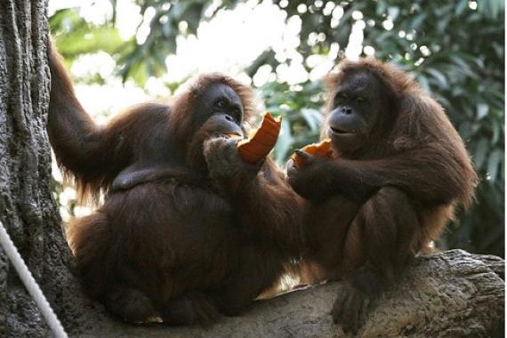 Orangutans.
