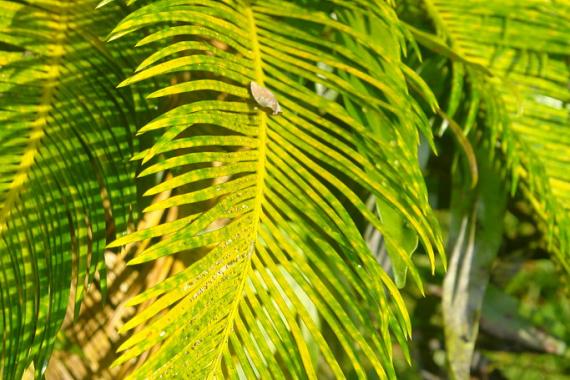 Cycad scale (Aulacaspis yasumatsui) on sago palm (Cycas revoluta).