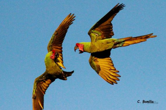 A couple arguing in flight. Credit: Carlos Bonilla