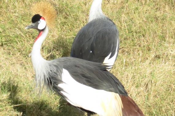 Grey-crowned Cranes on some grass.