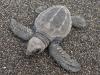 A single turtle hatchling on the beach.
