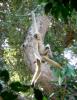 A photo of the recently described Northern buff-cheeked gibbon swinging from a branch in a tree.