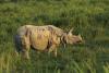Greater one-horned rhino grazing
