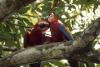 Scarlet macaws.