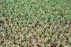 Commercial cactus nursery.