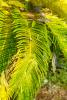 Cycad scale (Aulacaspis yasumatsui) on sago palm (Cycas revoluta).