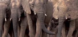 Mali Elephant Project