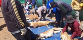 Conservation and sustainable use of wild vicuña in Andean communities