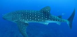 The Whale Shark Conservation Project