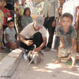 A rescued giant ibis on the ground and surrounded by people from the local communities.