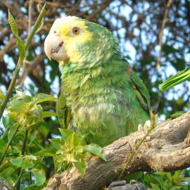 Yellow-Headed Amazon (Amazona oratrix). Credit: IGOBA / Francisco Javier Sahagún Sánchez