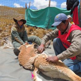 Shearing the vicuna