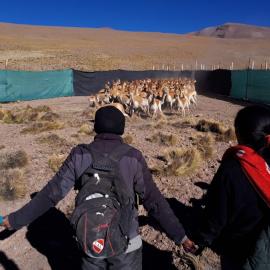 Holding the vicuna.