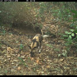 Camera trap images.