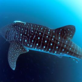 Whale Shark in Chichiriviche de la Costa.  Photograph donated to the CIT by renowned professional photographer Humberto Ramirez Nahin in 2019