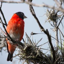 Male of wild Red Siskin in Venezuela. Photo by Jhonathan Miranda