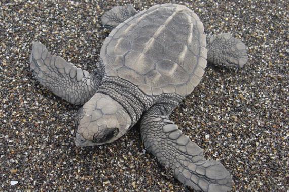 A single turtle hatchling on the beach.