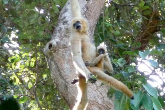 A photo of the recently described Northern buff-cheeked gibbon swinging from a branch in a tree.