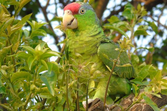 Red-Crowned Amazon (Amazona viridigenalis). Credit: IGOBA / Francisco Javier Sahagún Sánchez